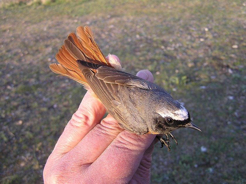 Common Redstart, Sundre 20070505